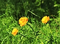 IMG_2634 alm14 k